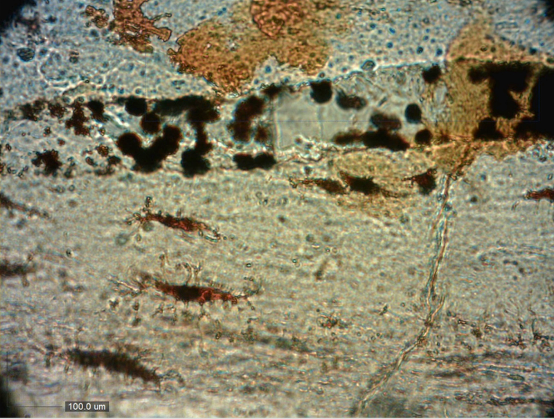A closeup of the vascular canal with dark hematite particles. (Image: Robert Reisz)